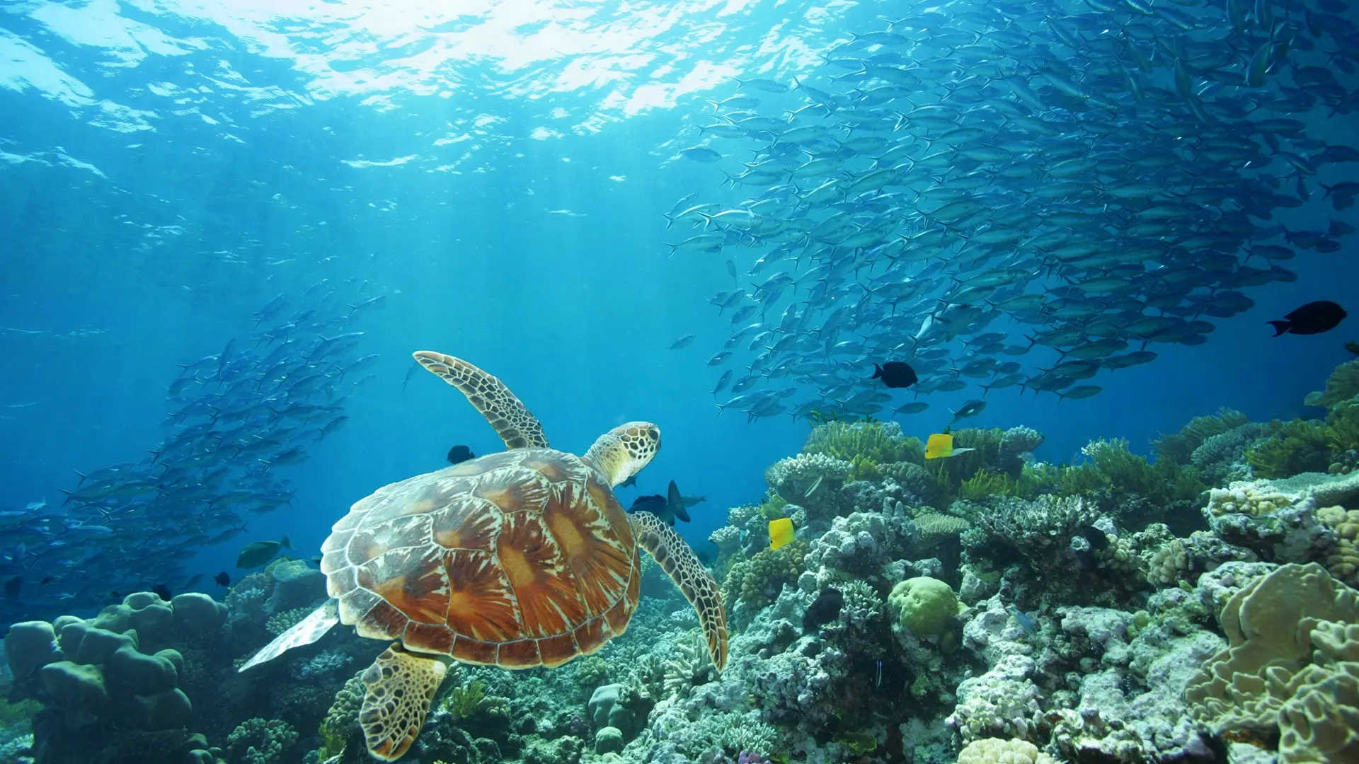 Una tartaruga marina sulla Grande Barriera Corallina davanti a Cairns